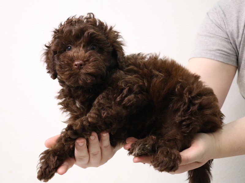 Teddy Bear-DOG-Male-Chocolate-3473861-My Next Puppy