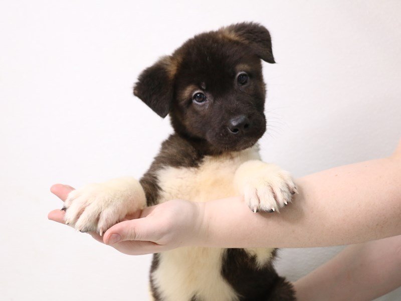 Akita-Male-Brown / White-3473863-My Next Puppy