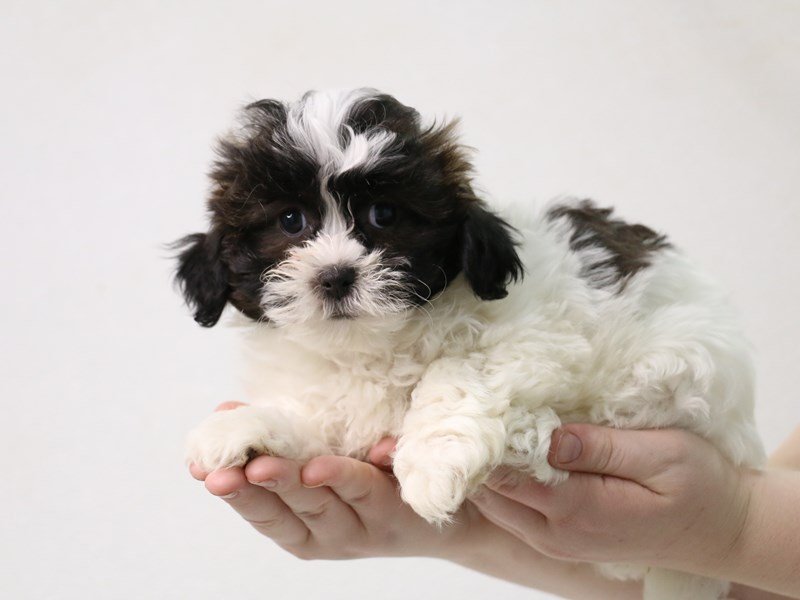 Teddy Bear-DOG-Female-Sable / White-3473896-My Next Puppy