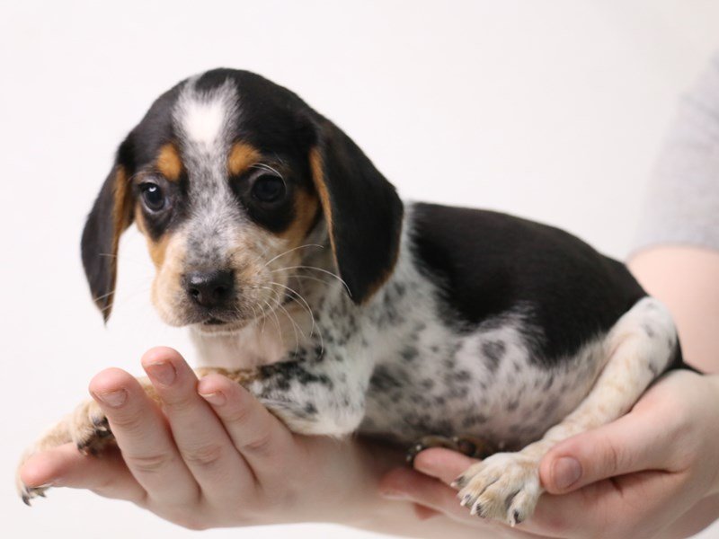 Beagle-Female-Black White / Tan-3473875-My Next Puppy