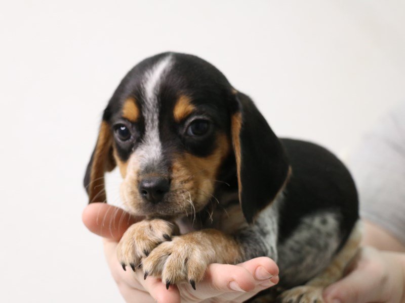 Beagle-Male-Black White / Tan-3473876-My Next Puppy