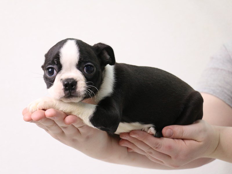 Boston Terrier-DOG-Female-Black / White-3473870-My Next Puppy