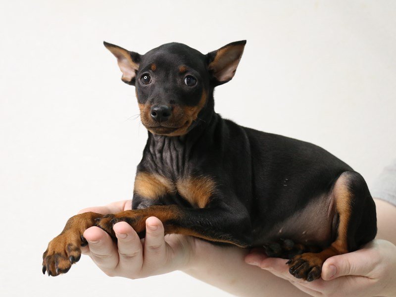 Miniature Pinscher-Male-Black / Rust-3473879-My Next Puppy