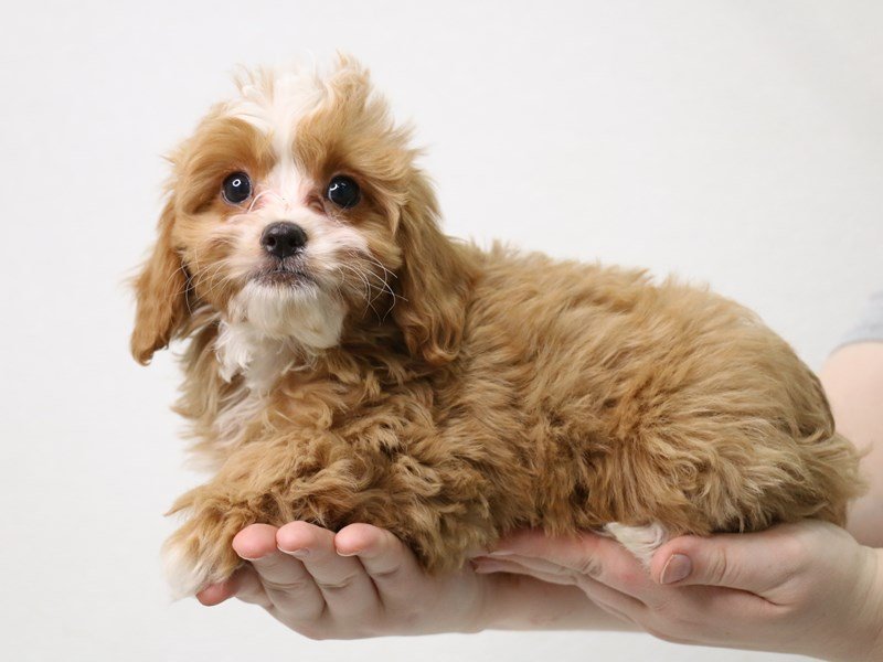 Cavapoo-Male-Red-3495701-My Next Puppy