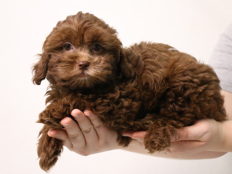 Shihpoo-Female-Chocolate-3495696-My Next Puppy