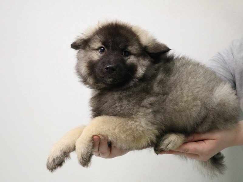 Keeshond-Female-Silver / Black-3495706-My Next Puppy