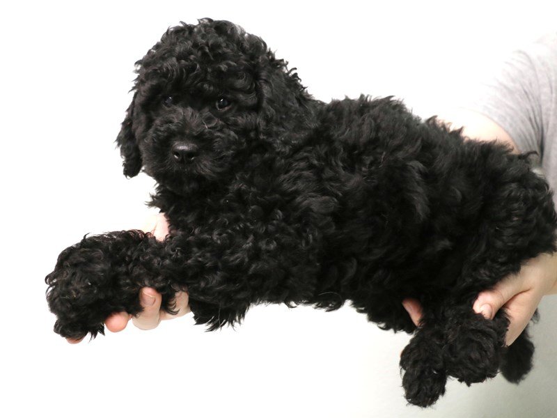 2nd Generation Mini Goldendoodle-DOG-Male-Black-3505523-My Next Puppy