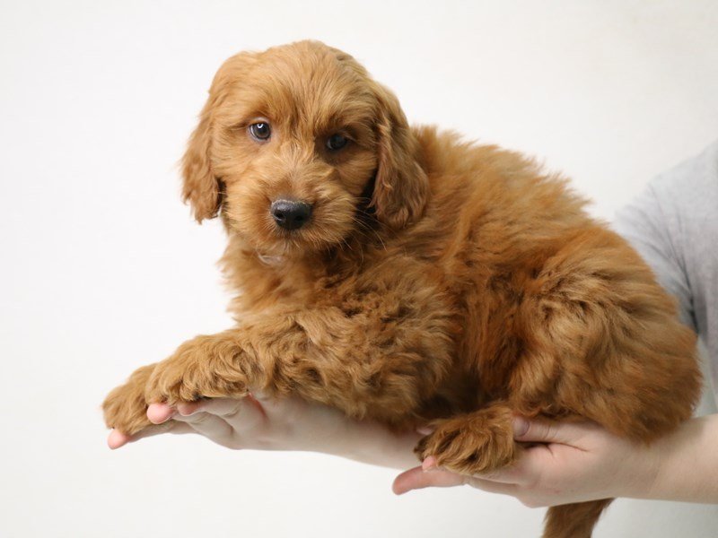 Miniature Goldendoodle-DOG-Male-Gold-3505518-My Next Puppy