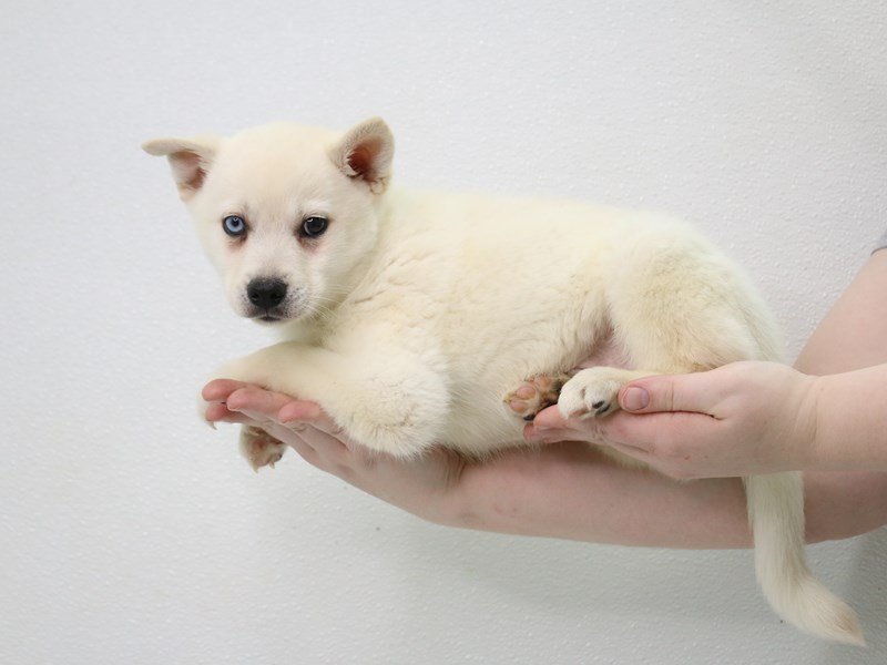 Alaskan Klee Kai-Male-Cream-3505516-My Next Puppy