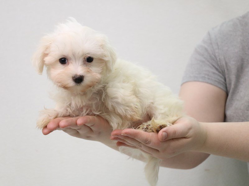 Maltese-Female-White-3505549-My Next Puppy
