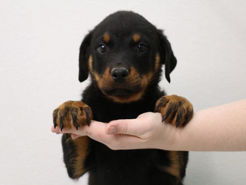 Rottweiler-Male-Black / Tan-3505515-My Next Puppy