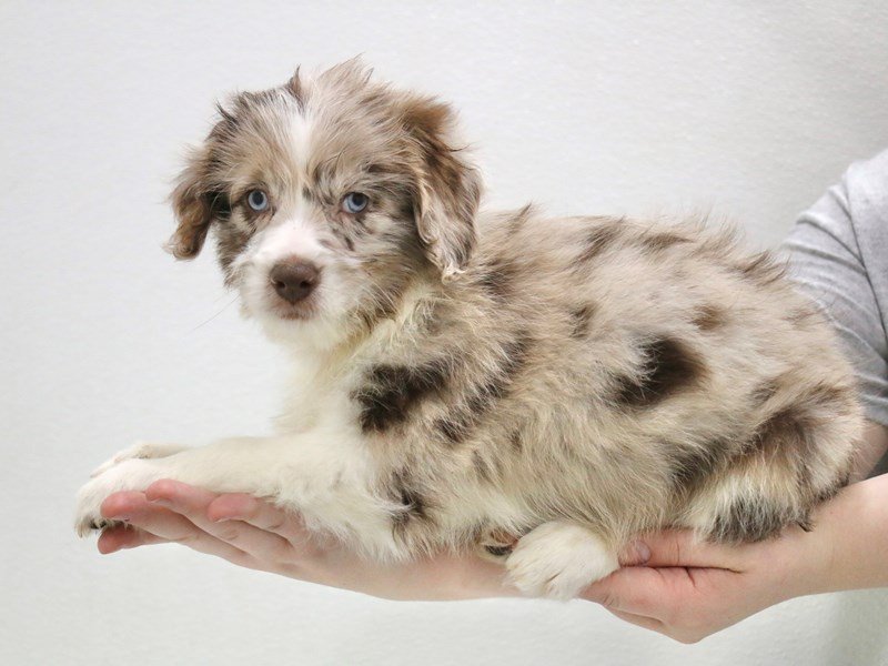 Aussiedoodle Mini-DOG-Male-Red Merle-3516174-My Next Puppy