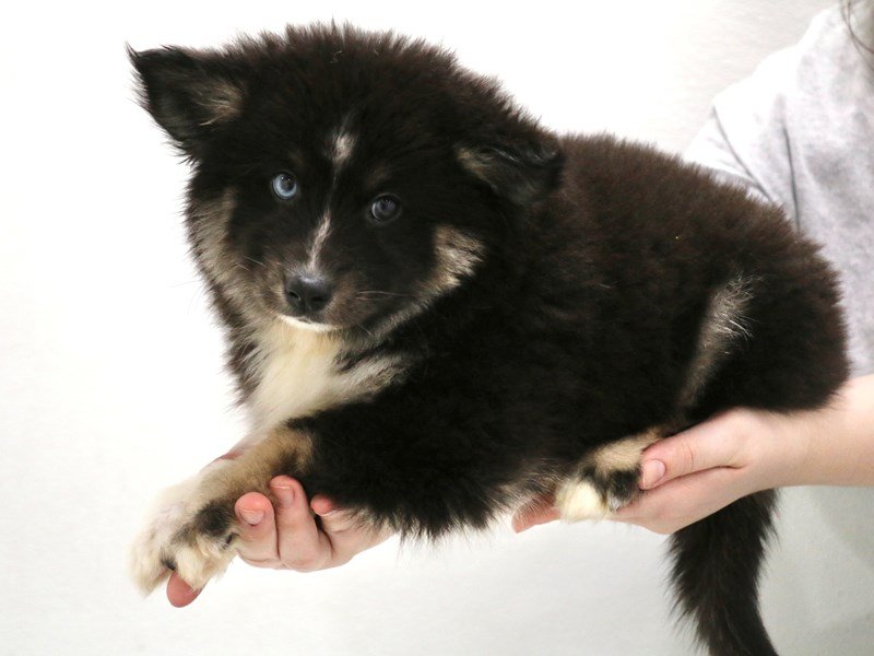 Pomsky-DOG-Female-Black / Tan-3516173-My Next Puppy