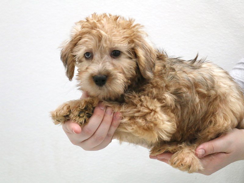 Silkypoo-DOG-Male-Gold-3516235-My Next Puppy