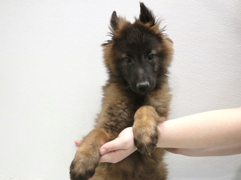 Belgian Tervuren-DOG-Male-Mahogany / Black-3516169-My Next Puppy