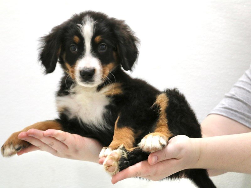 Bernese Mountain Dog-Female-Black Tan / White-3516180-My Next Puppy