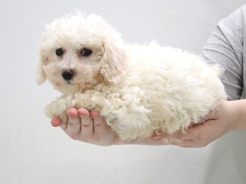 Bichon Frise-DOG-Male-White-3516184-My Next Puppy