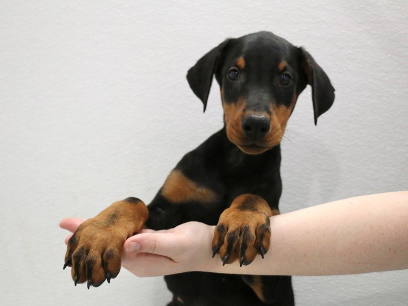 Doberman Pinscher-Male-Black / Rust-3516183-My Next Puppy