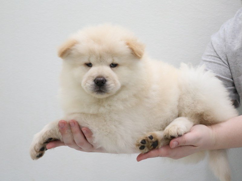 Chow Chow-Female-Cream-3516171-My Next Puppy