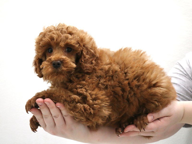 Miniature Poodle-Male-Red-3516176-My Next Puppy