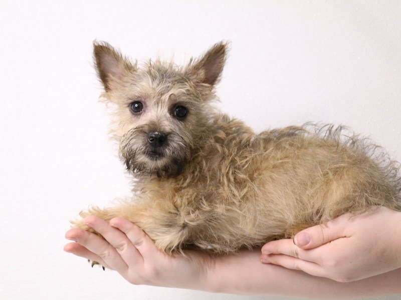 Cairn Terrier-Male-Wheaten-3526946-My Next Puppy