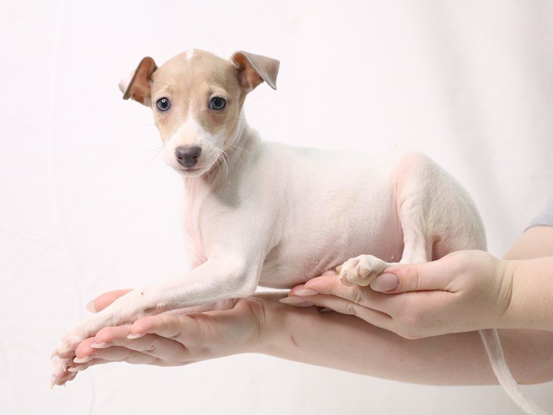 Italian Greyhound-Female-White-3376575-My Next Puppy