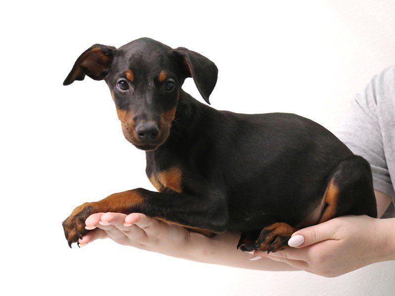 Doberman Pinscher-Female-Black / Rust-3413647-My Next Puppy
