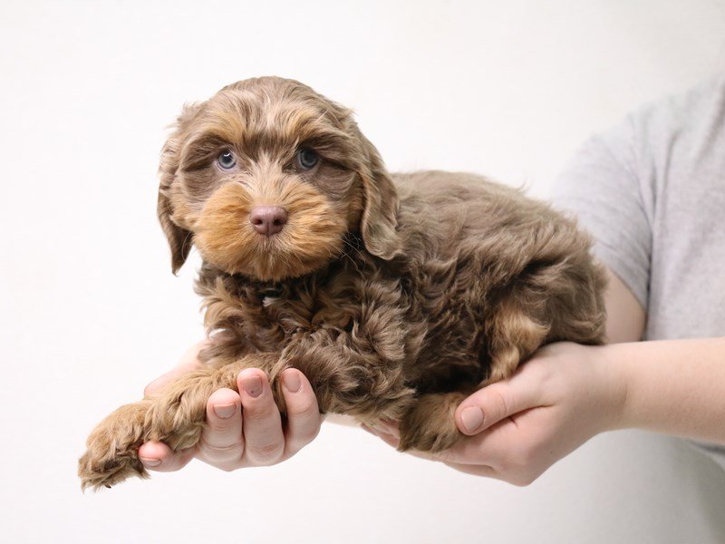 Cockapoo-DOG-Female-Chocolate / Tan-3433779-My Next Puppy