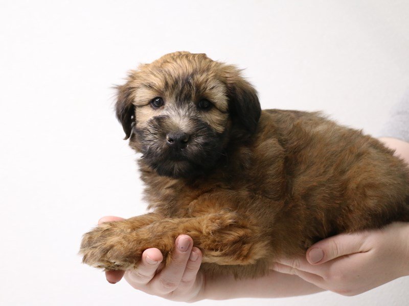Soft Coated Wheaten Terrier-DOG-Female-Wheaten-3433707-My Next Puppy