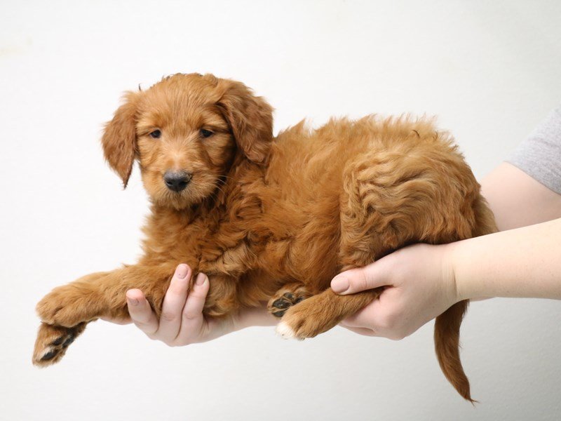 2nd Generation Goldendoodle-DOG-Female-Red-3433716-My Next Puppy