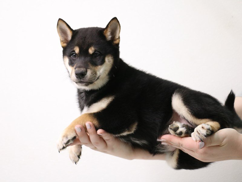 Shiba Inu-DOG-Male-Black / Tan-3442299-My Next Puppy