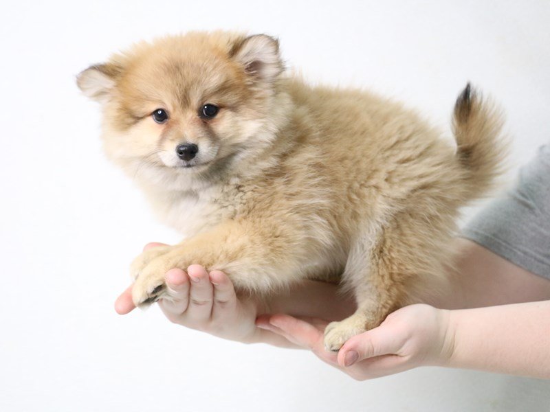 PomShi-DOG-Female-Red-3462953-My Next Puppy