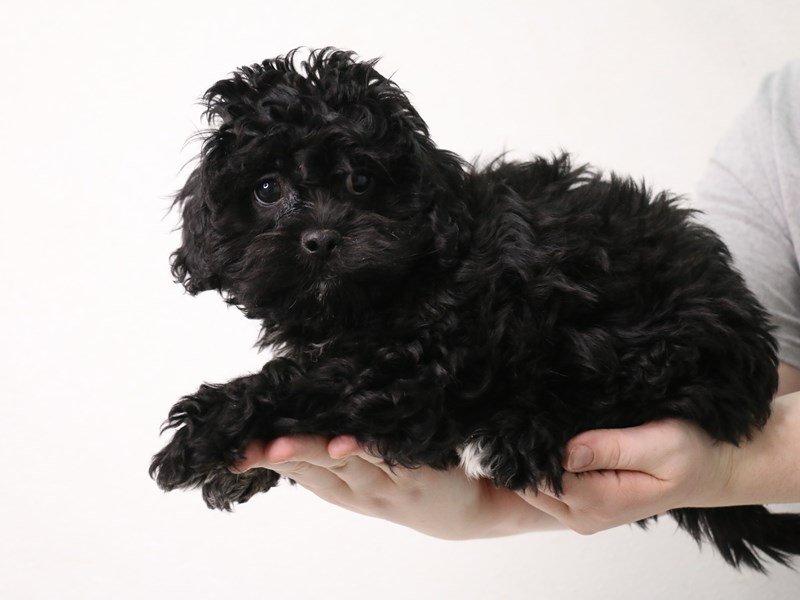 Teddy Bear-DOG-Male-Black-3462943-My Next Puppy