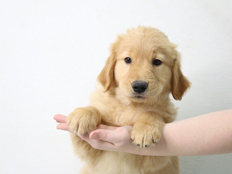 Golden Retriever-DOG-Male-Golden-3462951-My Next Puppy