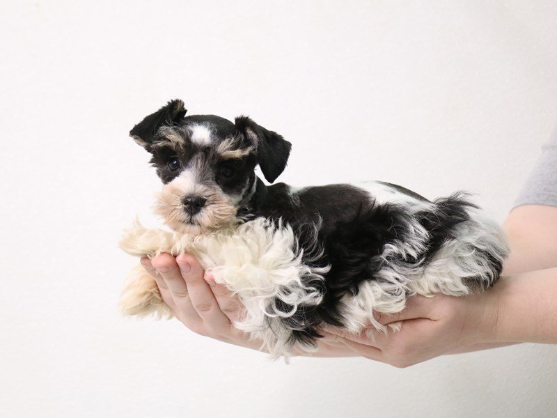 Miniature Schnauzer-Female-Black / White-3462933-My Next Puppy