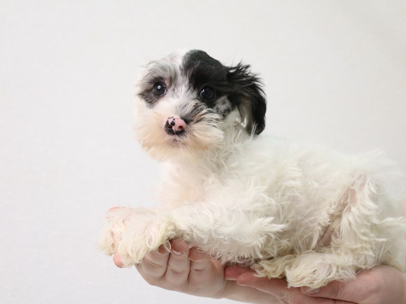 Schnoodle-Male-Blue Merle-3473890-My Next Puppy