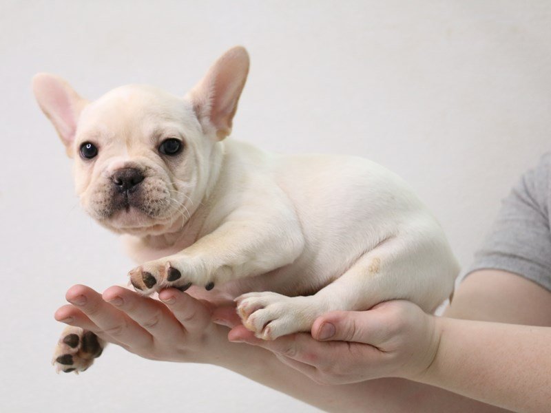 French Bulldog-Male-Cream-3473873-My Next Puppy