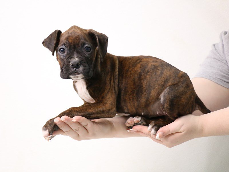 Boxer-Female-Brindle-3485127-My Next Puppy