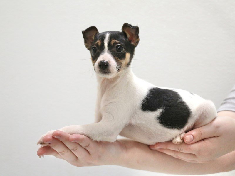 Jack Russell Terrier-Female-Black White / Tan-3516170-My Next Puppy
