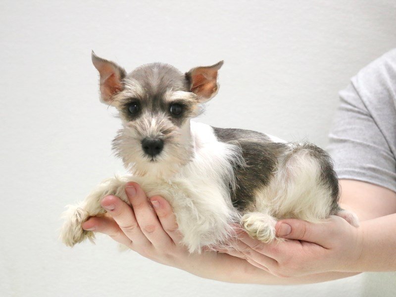 Miniature Schnauzer-DOG-Female-Salt / Pepper-3516179-My Next Puppy
