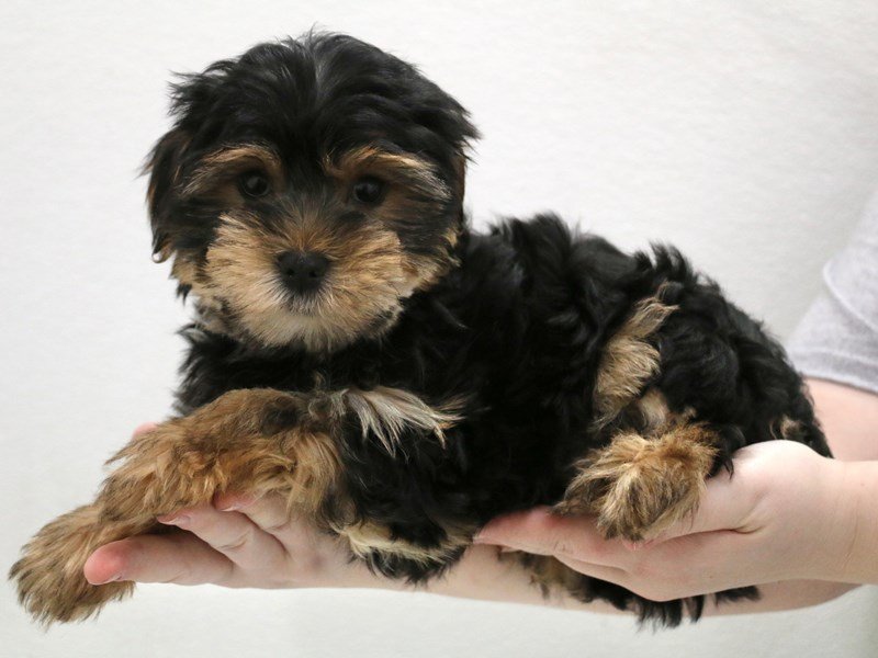Yorkshire Terrier-Male-Black / Tan-3516165-My Next Puppy