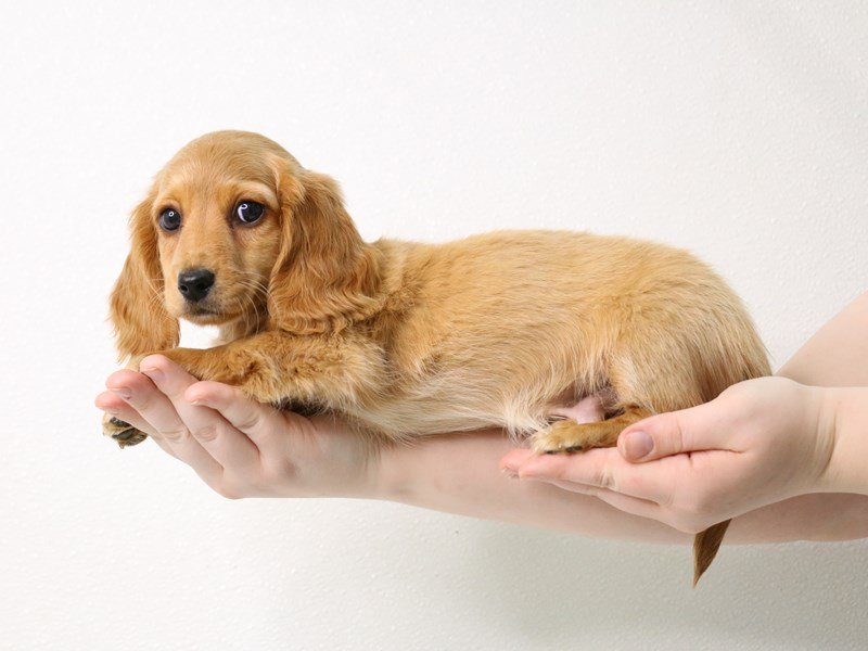 Miniature Dachshund-Male-Red-3526949-My Next Puppy