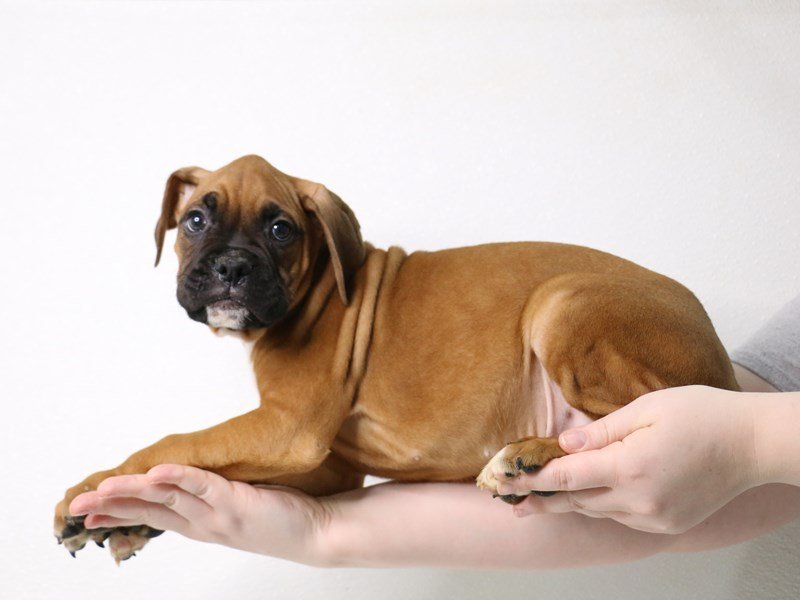 Boxer-Male-Fawn-3527302-My Next Puppy