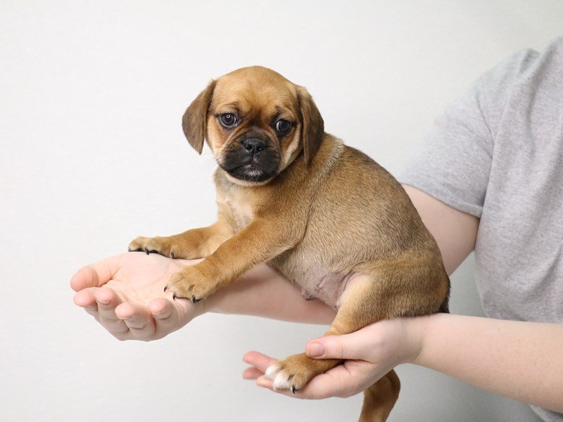 Puggle-Female-Fawn-3537582-My Next Puppy