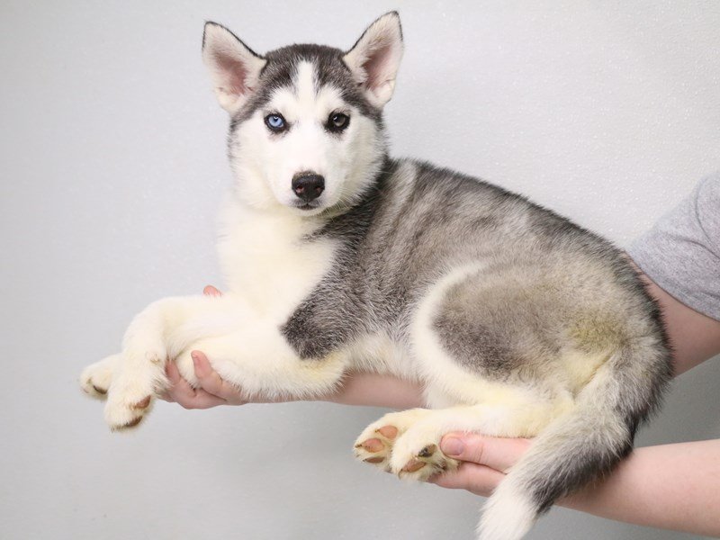Siberian Husky-Female-Black / White-3537585-My Next Puppy