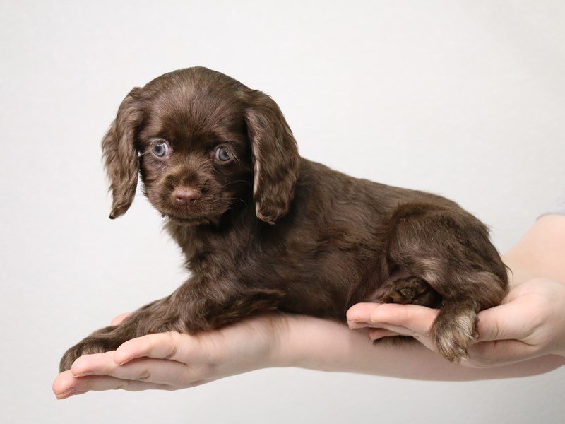 Cocker Spaniel-Female-Chocolate Sable-3537598-My Next Puppy
