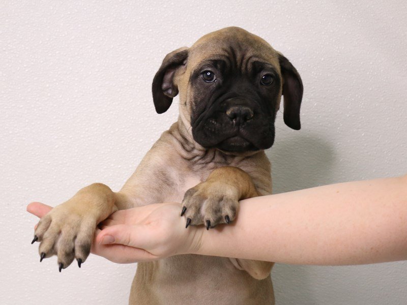 Bullmastiff-DOG-Male-Fawn-3537602-My Next Puppy