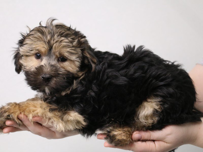 Yochon-DOG-Male-Black / Tan-3537606-My Next Puppy