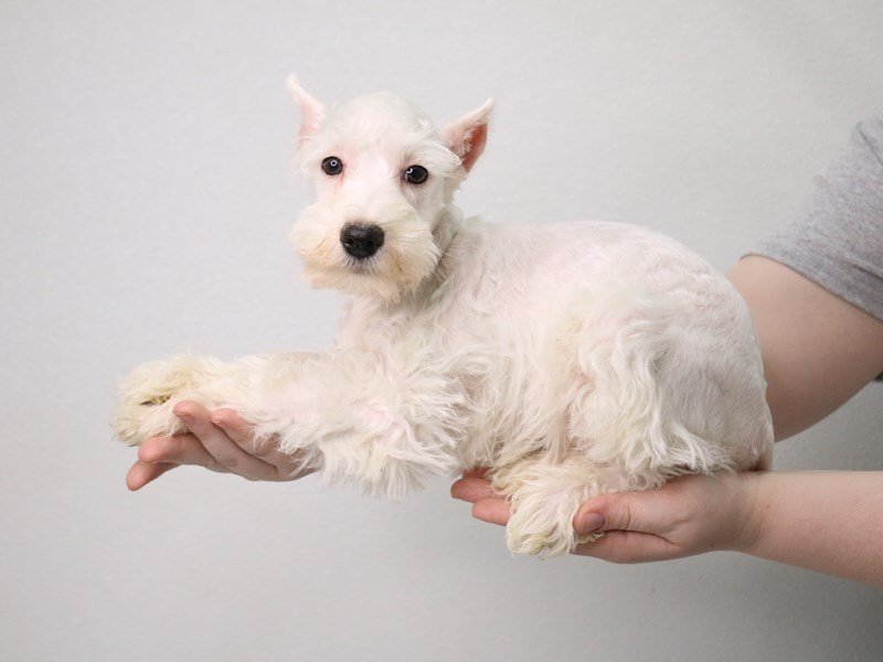Miniature Schnauzer-Male-White-3537597-My Next Puppy