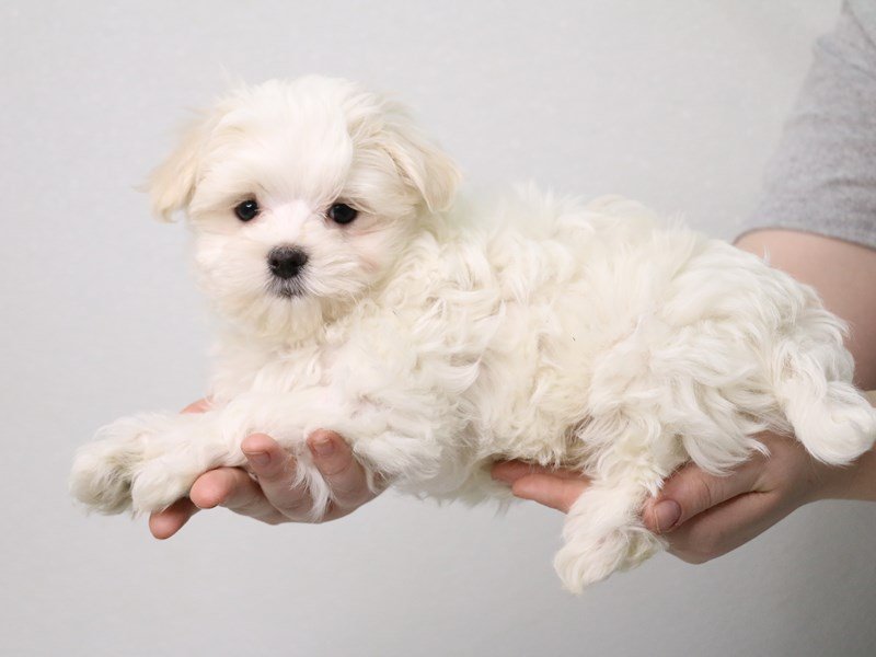 Maltese-Male-White-3537587-My Next Puppy